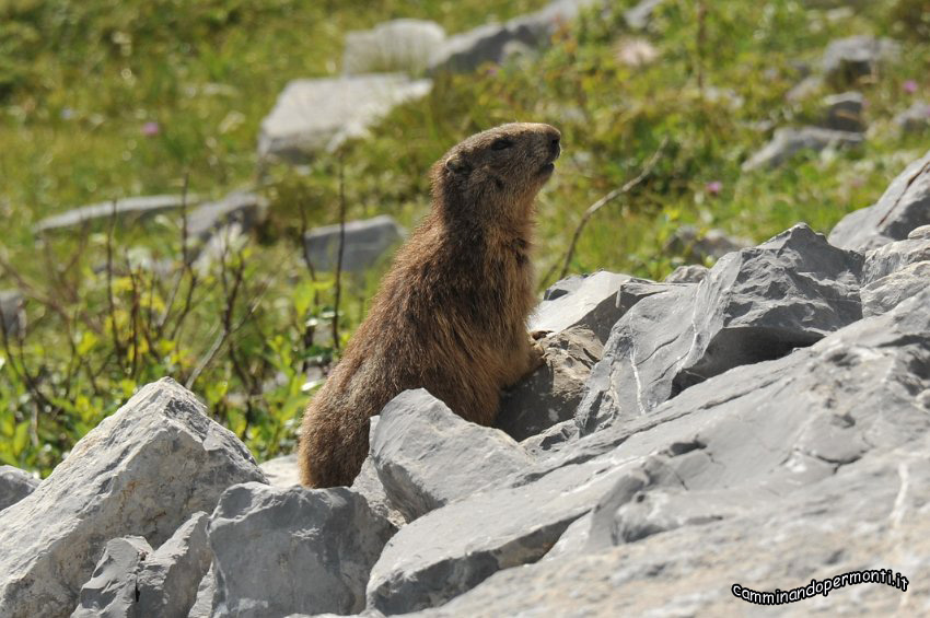 06 Marmotta.JPG